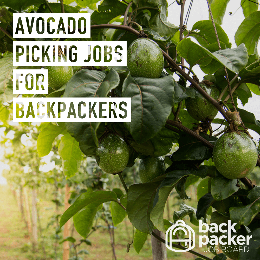 Avocado picking jobs