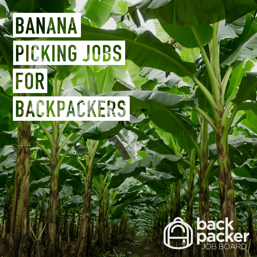 banana picking jobs