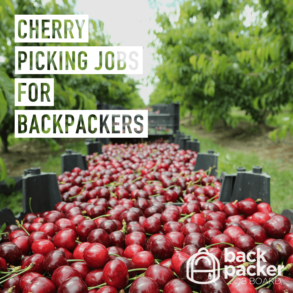 Cherry picking jobs