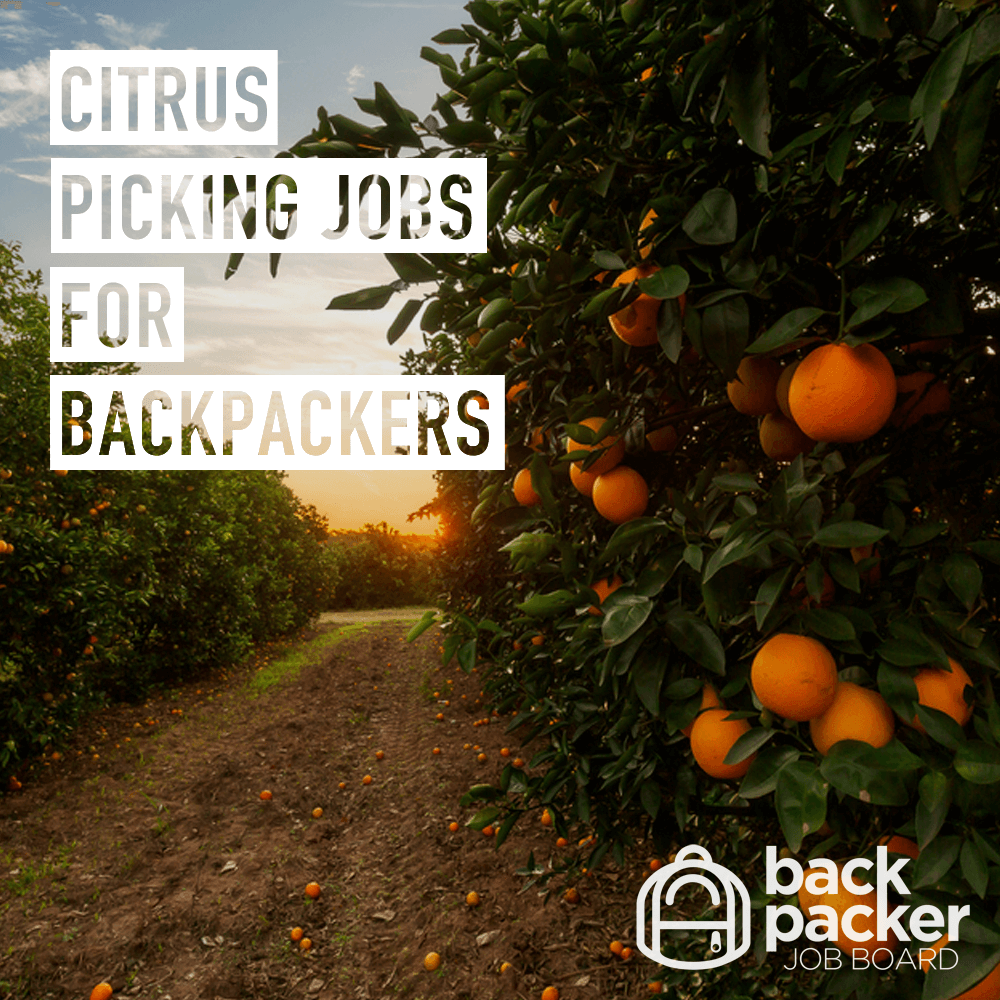 Citrus picking jobs