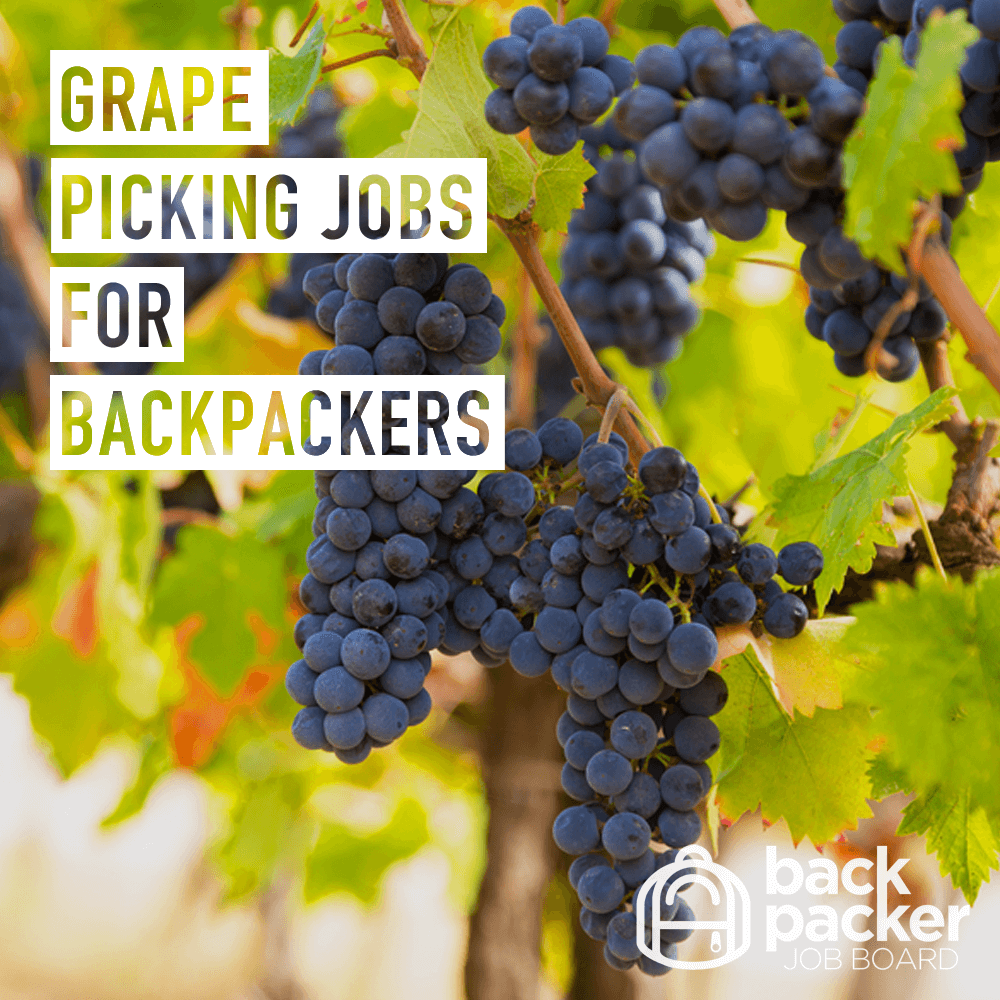 Grape picking jobs