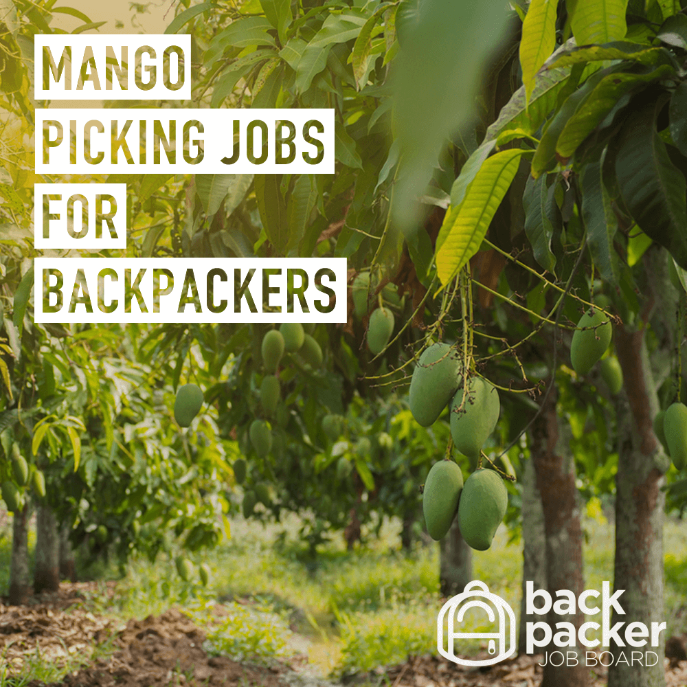 Mango picking jobs